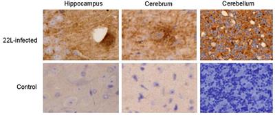 Expression of Toll-like receptors in the cerebellum during pathogenesis of prion disease